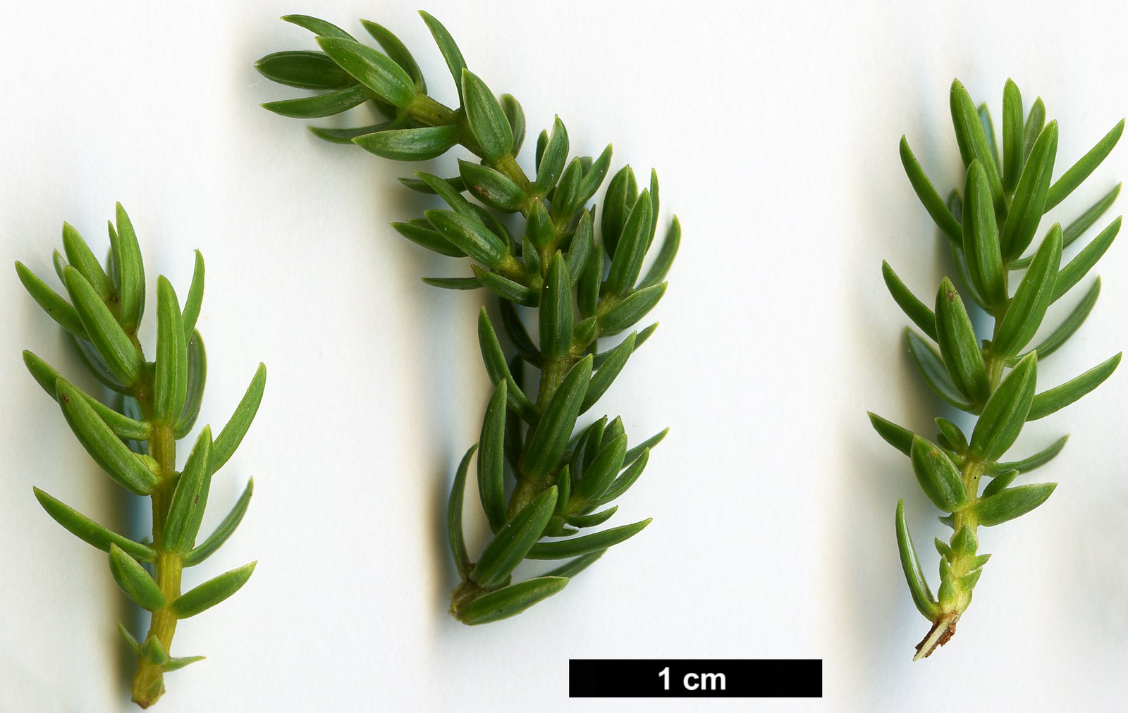 High resolution image: Family: Cupressaceae - Genus: Juniperus - Taxon: brevifolia High resolution image: Family: Cupressaceae - Genus: Juniperus - Taxon: brevifolia